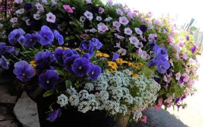 Planting Perfect Containers