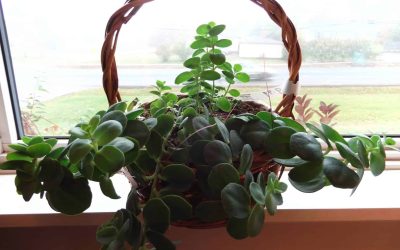Tips for Repotting Indoor Plants