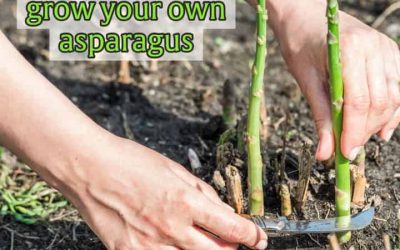 Growing Asparagus