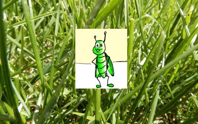 What’s Bugging Your Lawn?