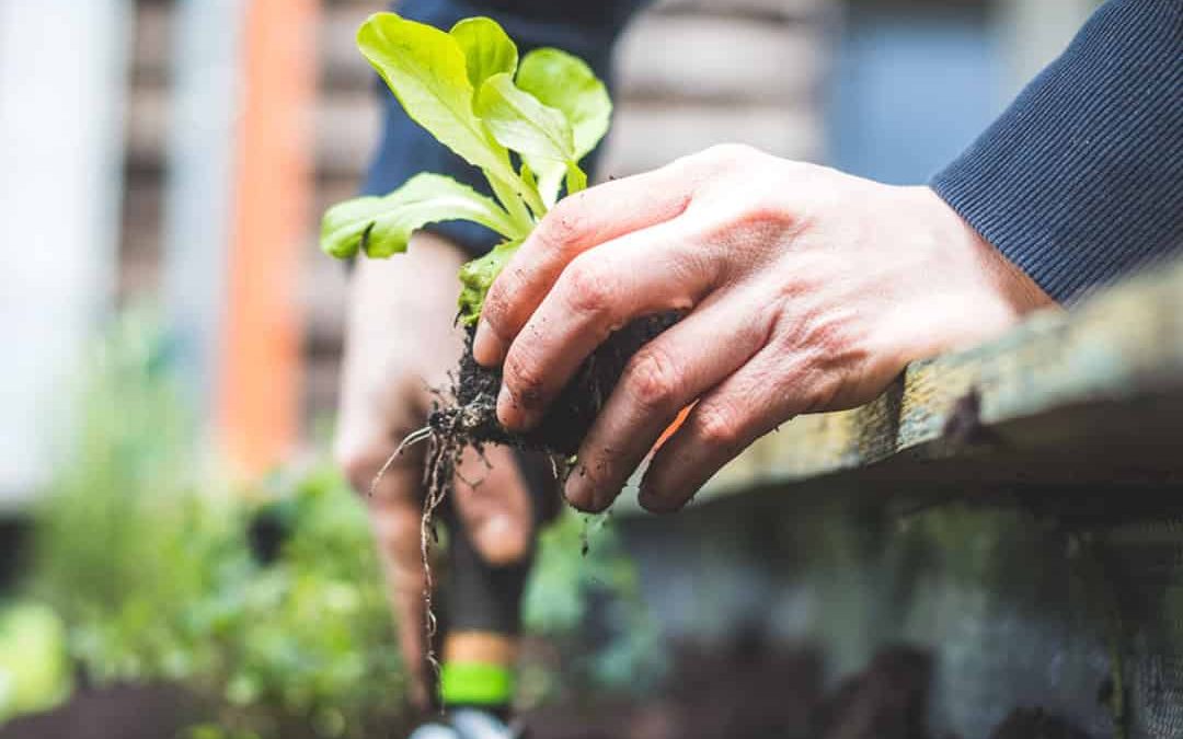 Get a head start on your kitchen garden