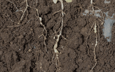 What are beneficial nematodes?