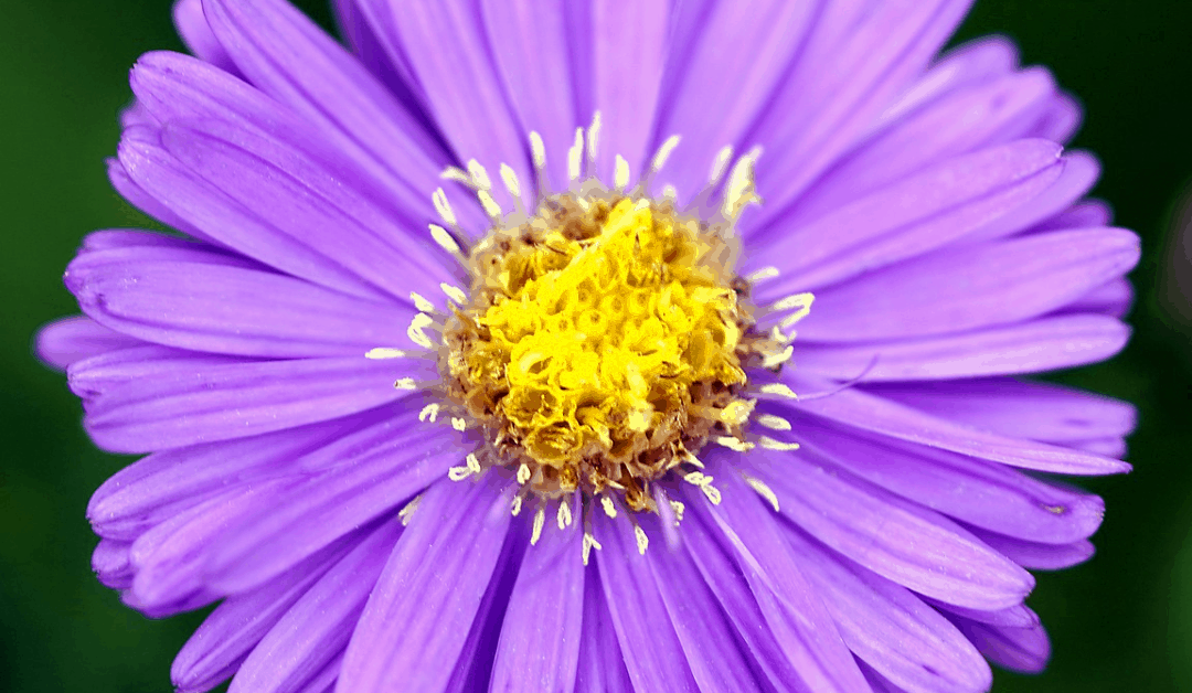 Plants to Know & Grow: Asters