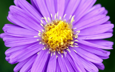 Plants to Know & Grow: Asters