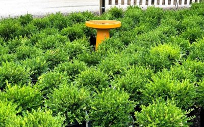 Plants to Know and Grow: Boxwood