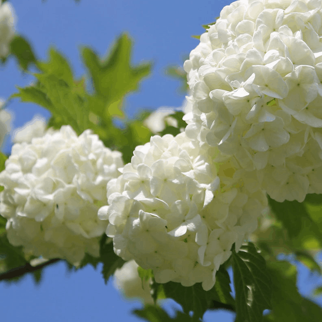 Garden Help: The Viburnum Beetle