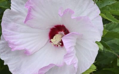 Rose Mallow: A Perennial Hibiscus for Canadian Gardens