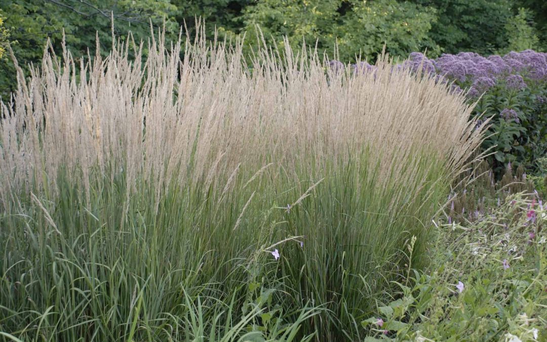 What is it? Wednesday: Karl Foerster Feather Reed Grass