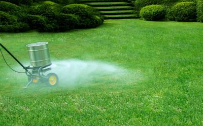 Oh no! Is Your Lawn Sick With Lime Disease?