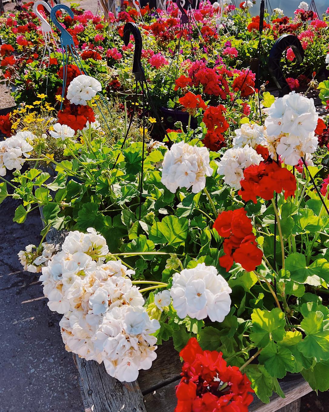 Garden Centre Kool Breeze Farms   Canada Day Hanging Baskets 