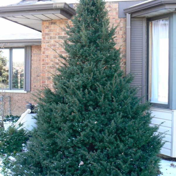 Yew Clipped Pyramidal Japanese