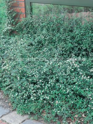 Cotoneaster Coral Beauty