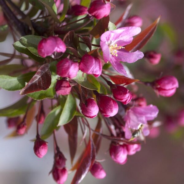 Crabapple Red Splendor