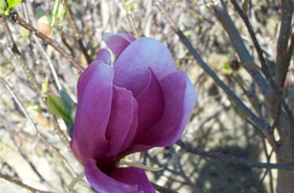 Magnolia Saucer