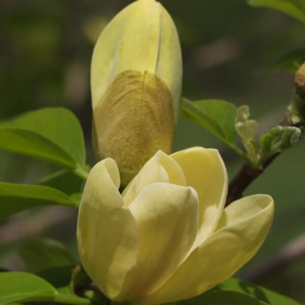 Magnolia Yellow Bird