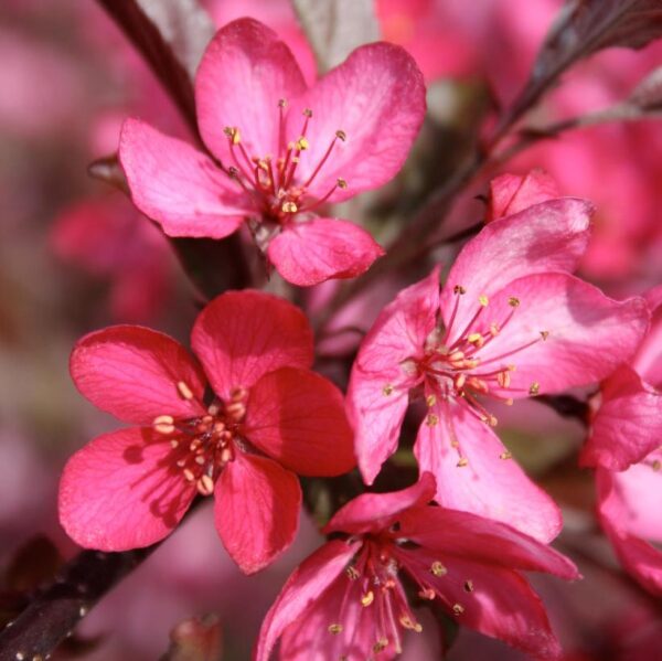 Crabapple Royal Raindrops