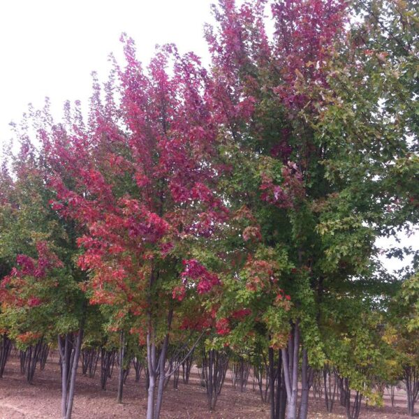 Maple Autumn Blade 'Jeffersred'