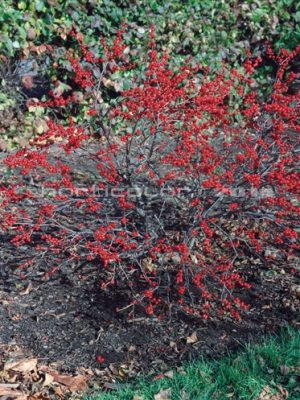 Winterberry 'Red Sprite'