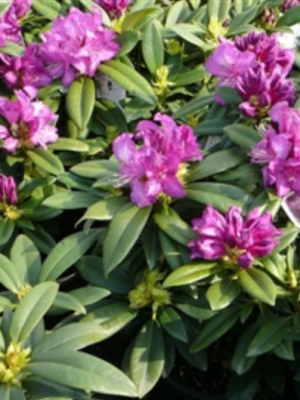 Rhododendron Purple Passion