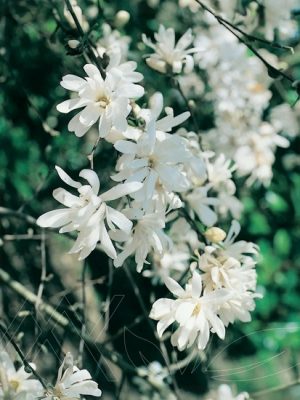 Magnolia Royal Star