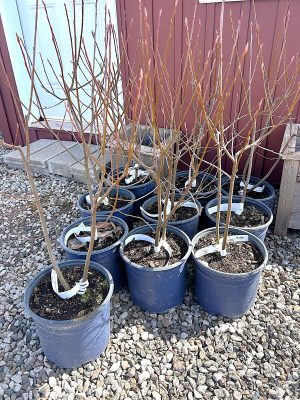 Shadblow Serviceberry