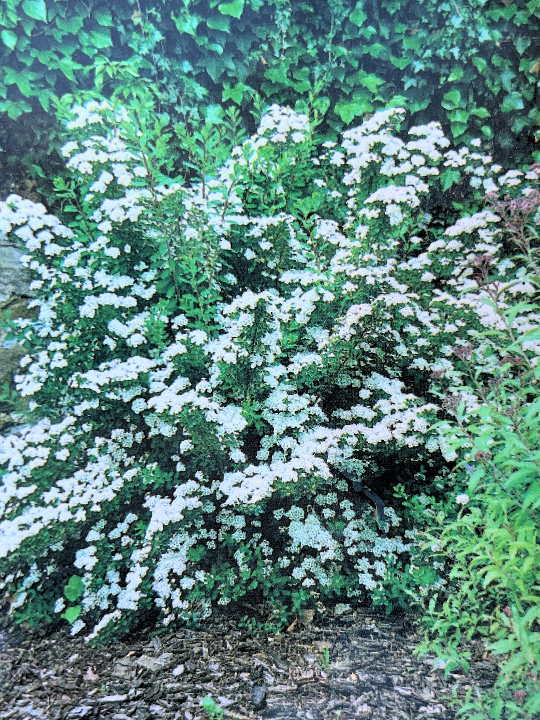 Snowmound Spirea