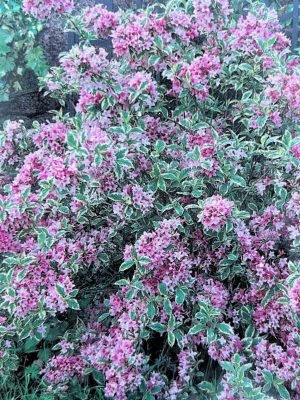 Variegated Weigela