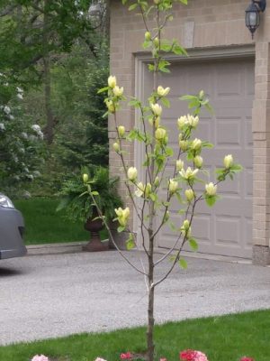 Magnolia Yellow Bird