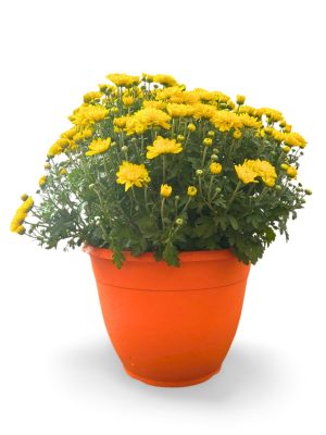 12 Inch Fall Mums