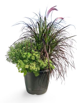 16" Autumn Combo Pots - Mum, Sedum, Grass
