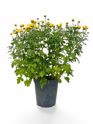 6 Inch Fall Mums