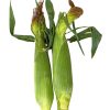 Sweet Corn - Peaches and Cream - Image 2