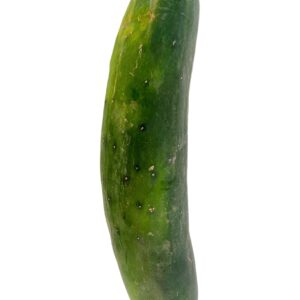 Cucumber, Field