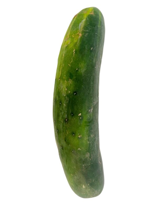 Cucumber, Field