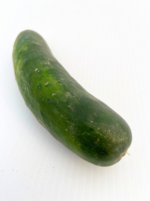 Cucumber, Field - Image 2