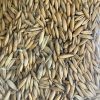 Oats by the pound - Image 2
