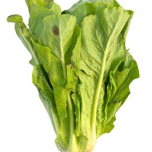 Romaine Lettuce