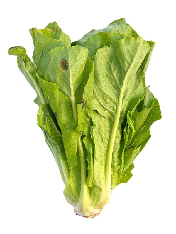 Romaine Lettuce