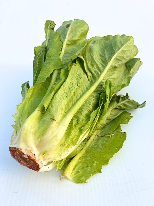 Romaine Lettuce - Image 2