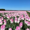 Vanco Tulip Bulbs - Bulk (Fall Planting) - Image 2
