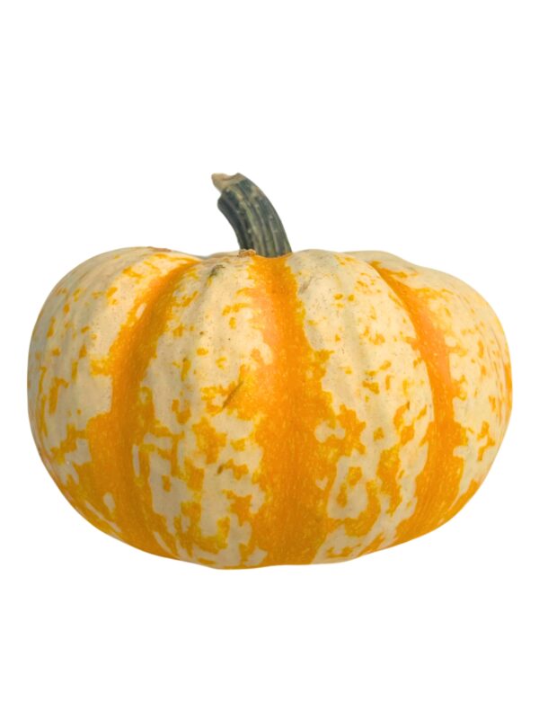 Pumpkins - Baby - Image 2