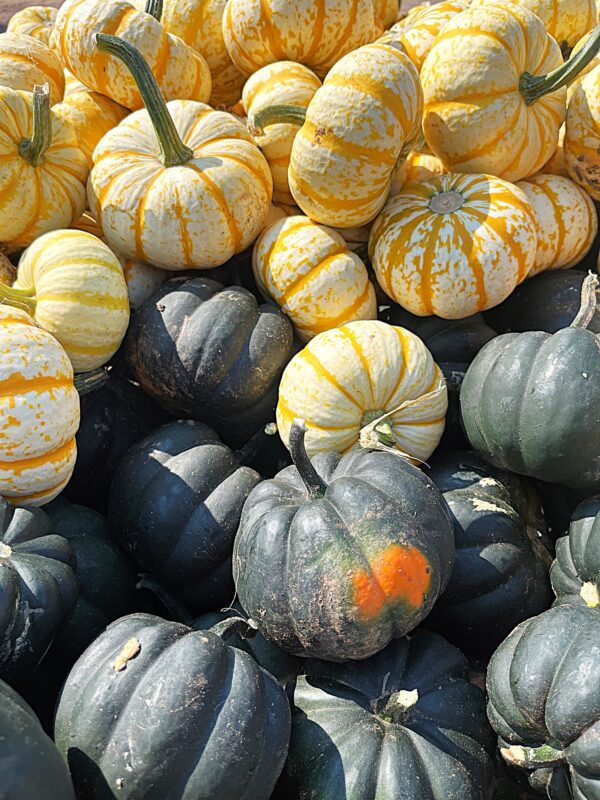 Pumpkins - Baby - Image 4