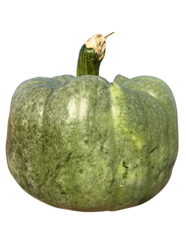 Pumpkins - Medium-Large Specialty - Image 7