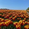 Vanco Tulip Bulbs - Bulk (Fall Planting) - Image 5