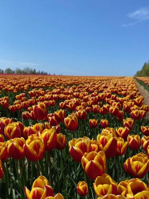 Vanco Tulip Bulbs Canadensis