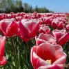 Vanco Tulip Bulbs - Bulk (Fall Planting) - Image 13