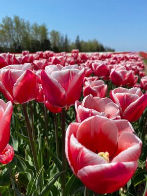 Vanco Tulip Bulbs Canadiana