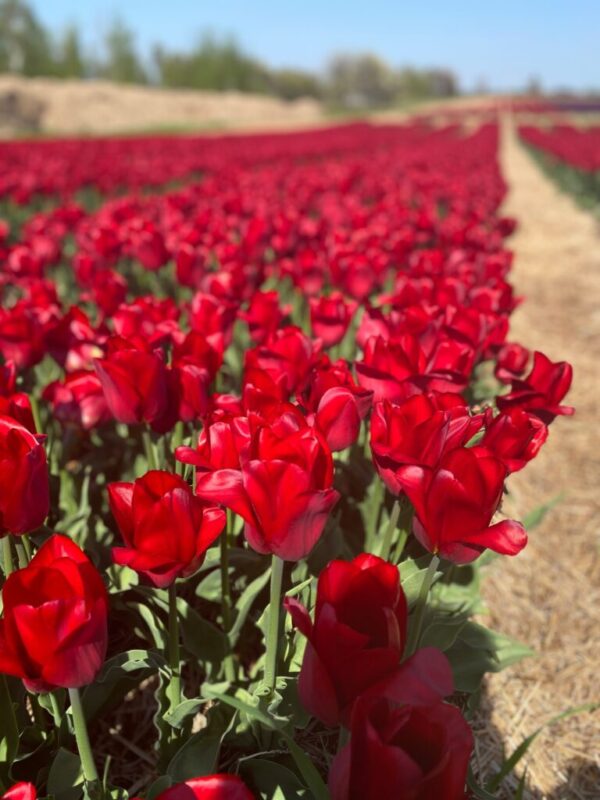 Vanco Tulip Bulbs - Canadian Collection (Fall Planting) - Image 6