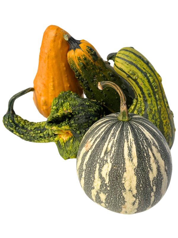 Gourds - Extra-Large