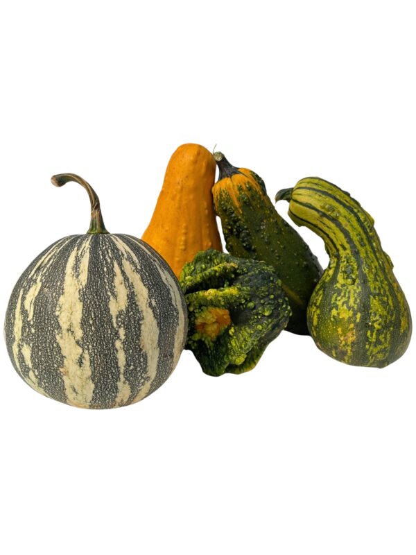 Gourds - Extra-Large - Image 2